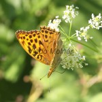 Argynnis paphia - Perlovec striebropásavý IMG_2958