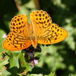 Argynnis paphia - Perlovec striebropásavý IMG_3987