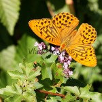 Argynnis paphia - Perlovec striebropásavý IMG_3988