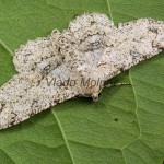 Ascotis selenaria - Kôrovka palinová 093957