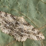 Ascotis selenaria - Kôrovka palinová 184827