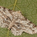 Ascotis selenaria - Kôrovka palinová 23-06-59
