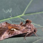 Autographa gamma - Mora gama 140603