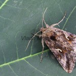 Autographa gamma - Mora gama 141806