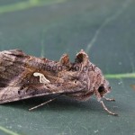 Autographa gamma - Mora gama 143019