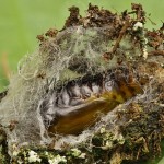 Autographa gamma - Mora gama /začiatok kuklenia IV/  165910