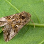 Autographa gamma - Mora gama 173440