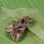 Autographa gamma - Mora gama 181335