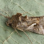 Autographa gamma - Mora gama 185540