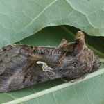 Autographa gamma - Mora gama 195431