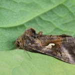 Autographa gamma - Mora gama 195951