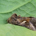 Autographa gamma - Mora gama 195951