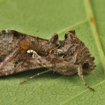 Autographa gamma - Mora gama 20-45-16