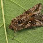 Autographa gamma - Mora gama 20-46-41