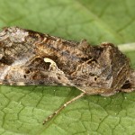 Autographa gamma - Mora gama 21-15-42