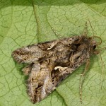 Autographa gamma - Mora gama 21-17-28