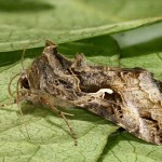 Autographa gamma - Mora gama 21-19-09