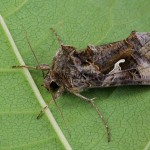 Autographa gamma cf - Mora gama 161338