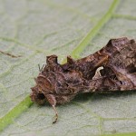 Autographa gamma cf - Mora gama 163132