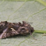 Autographa gamma cf - Mora gama 180217