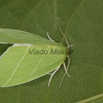 Bena bicolorana - Zelenka dubová 21-19-10
