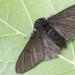 Biston betularia - Piadivka brezová 184907