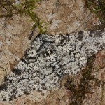 Biston betularia - Piadivka brezová 22-41-42