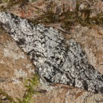 Biston betularia - Piadivka brezová 22-43-19