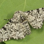 Biston betularia - Piadivka brezová 223046
