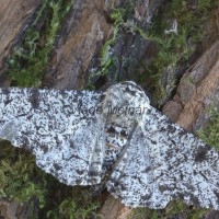 Biston betularia - Piadivka brezová150630