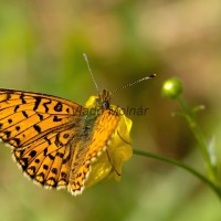 Boloria selene - Perlovec dvanásťškvrnný IMG_0267