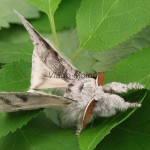 Calliteara pudibunda - Štetinavec orechový 091422