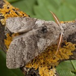 Calliteara pudibunda - Štetinavec orechový 21-51-49