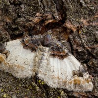 Catarhoe cuculata - Piadivka bučinová 165154u