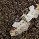 Catarhoe cuculata - Piadivka bučinová 165809u