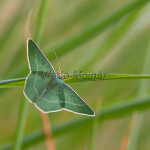 Chlorissa cloraria, Ch. viridata - Piadivka černicová, vresovisková IMG_8525