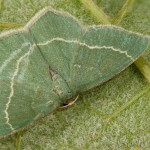 Chlorissa cloraria, Ch. viridata - Piadivka černicová, vresovisková 17-42-02