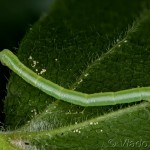 Chloroclysta siterata - Piadivka lipová 14-21-13