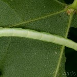 Chloroclysta siterata - Piadivka lipová 16-33-59