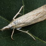 Chrysoteuchia culmella - Trávovec záhradný 193515