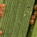 Chrysoteuchia culmella - Trávovec záhradný 20-50-32