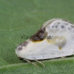 Cilix glaucata - Srpokrídlovec trnkový 152023