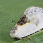 Cilix glaucata - Srpokrídlovec trnkový 152512