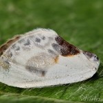 Cilix glaucata - Srpokrídlovec trnkový 18-32-31
