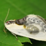 Cilix glaucata - Srpokrídlovec trnkový 20-26-28