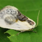 Cilix glaucata - Srpokrídlovec trnkový 20-27-16