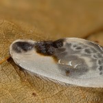 Cilix glaucata - Srpokrídlovec trnkový 22-10-48