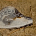 Cilix glaucata - Srpokrídlovec trnkový 22-12-34