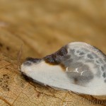 Cilix glaucata - Srpokrídlovec trnkový 22-14-37