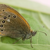 Coenonympha glycerion - Očkáň traslicový 173425